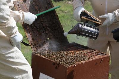 beekeeping2_0.jpg