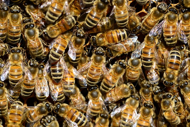 honeybees5.jpg