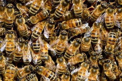 honeybees5_1_0.jpg